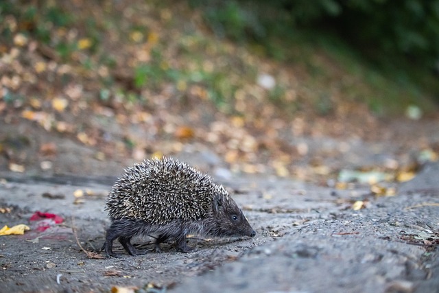 西甲战报：塔雷加乌龙，杜罗绝平，瓦伦西亚1-1平塞维利亚